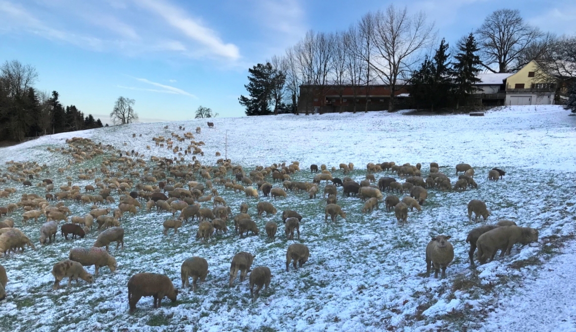 Schafherde auf einer Wiese, welche mit Schnee bedeckt ist. Auf dem Hügel befinden sich zwei Häuser.